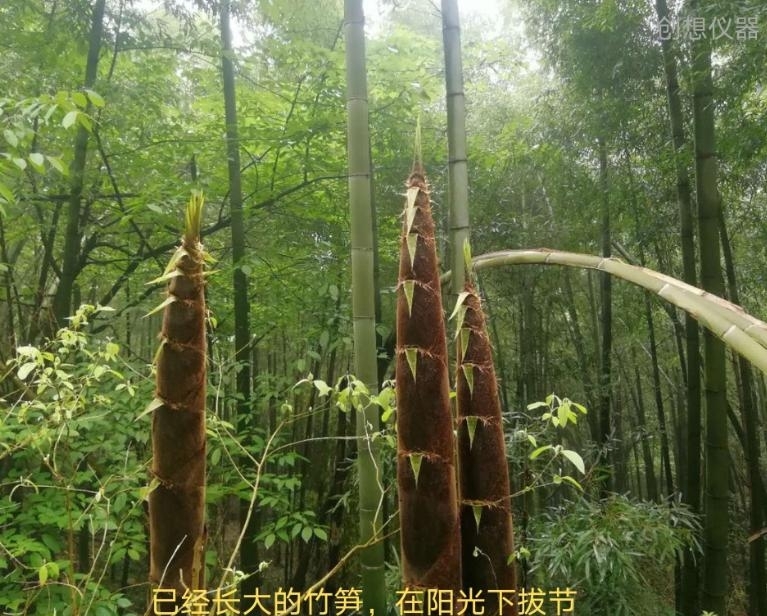 武功山攻略 武功山攻略